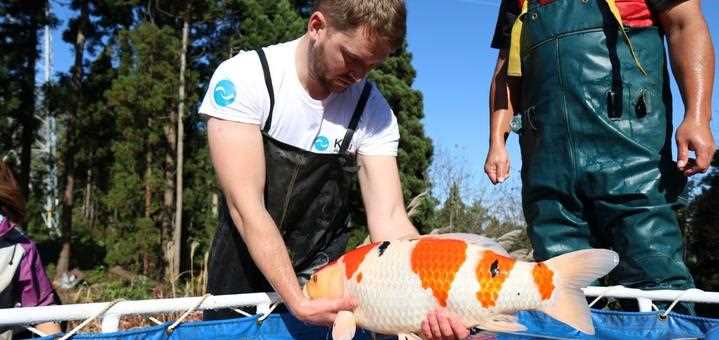 Koi venture spawns success